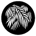 Gobo Palm