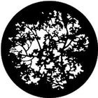 Gobo Blossoms