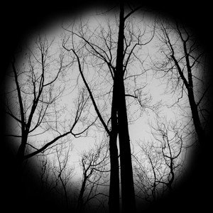 Apollo Design Technology SR-0170 Haunted Forest Glass Gobo SR-0170