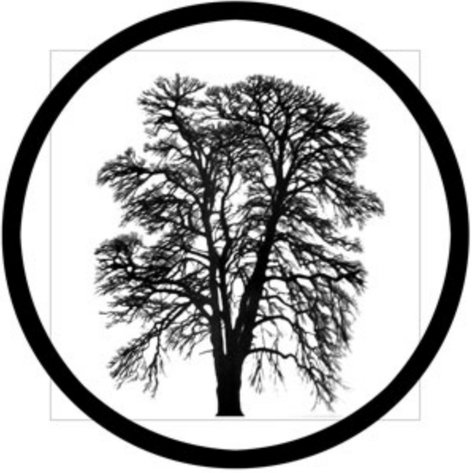 Rosco Laboratories 81178 Barren Tree Glass Gobo 81178