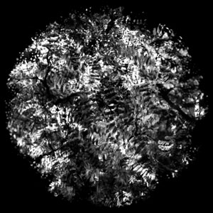 Glass Gobo, Fern Lace