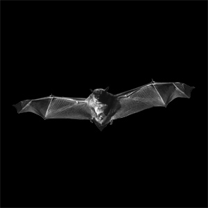 Glass Gobo, Flying Bat