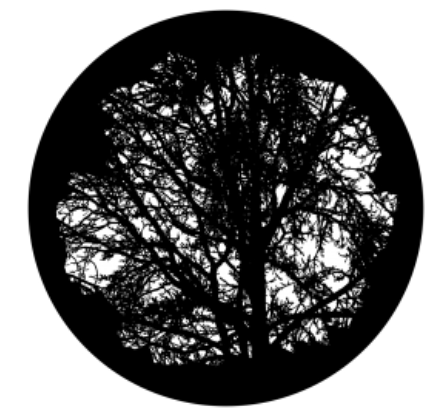 Mature Tree Glass Gobo