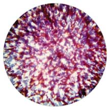 Colorizer Red, Blue, Lavender Stippled
