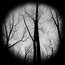 Apollo Design Technology SR-0170 Haunted Forest Glass Gobo Image 1